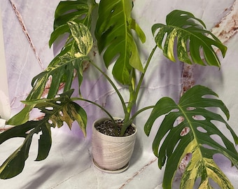 Monstera Aurea Cuttings+Rooted Plants DISCOUNTED