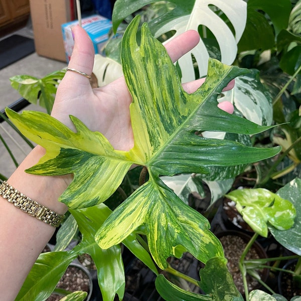 Florida Beauty Philodendron Rooted and unrooted Cuttings DISCOUNTED