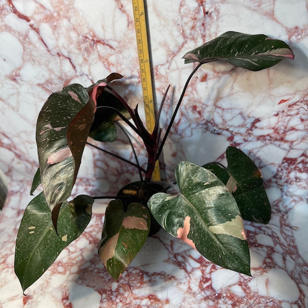 Pink Princess Philodendron Rare Plant Cutting from these exact plants