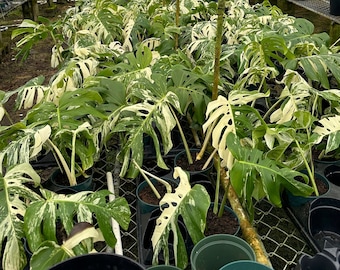 Rare Variegated Monstera Albo Cutting & Rooted Plants with High Variegation
