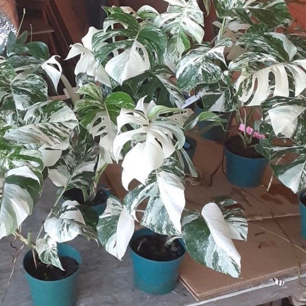 Monstera Albo Extra White High variegation Rooted Plant and Cutting