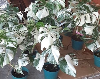Variegated Monstera Albo - Extra White High Variegation Cuttings & Rooted Plants