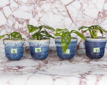 Monstera Adansonii Albo, Reverted/DISCOUNTED, Pick Your Plant