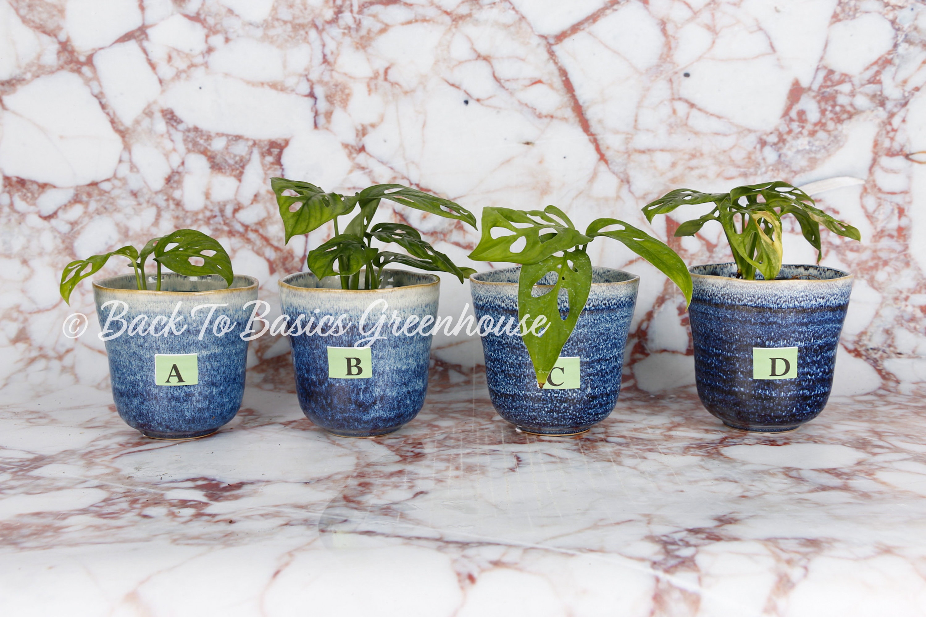 Monstera Adansonii Albo, Reverted/DISCOUNTED, Pick Your Plant - Picture 11 of 14