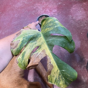 May include: A variegated Monstera Deliciosa plant with yellow and green leaves. Some of the leaves have brown spots.