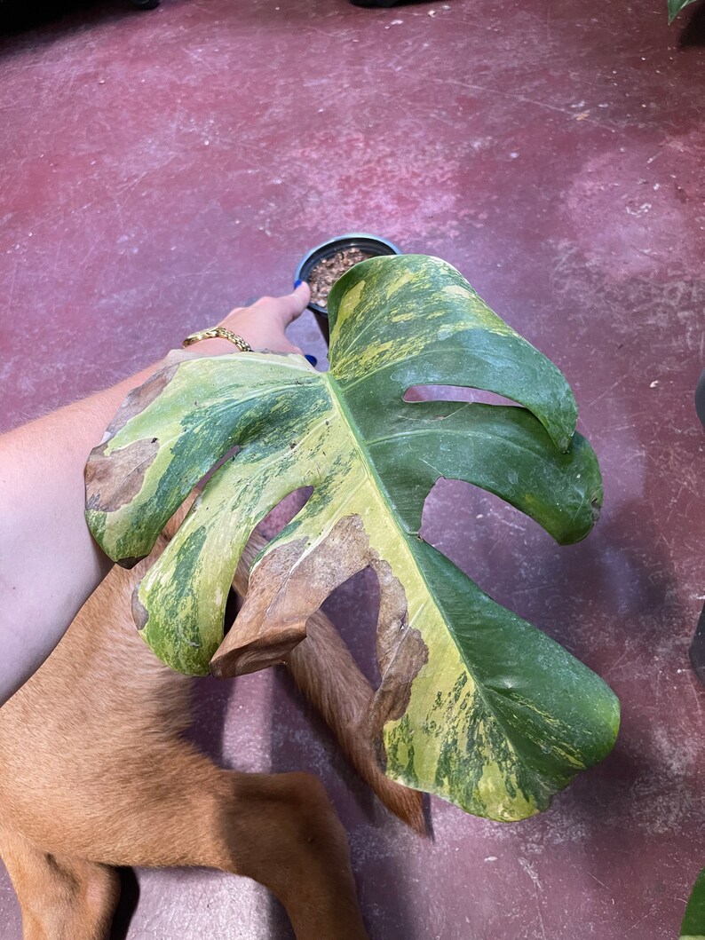 May include: A variegated Monstera Deliciosa plant with yellow and green leaves. Some of the leaves have brown spots.