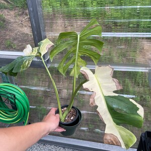 May include: A variegated Monstera plant with large, green and white leaves in a black pot. The plant is being held by a hand in a greenhouse setting.