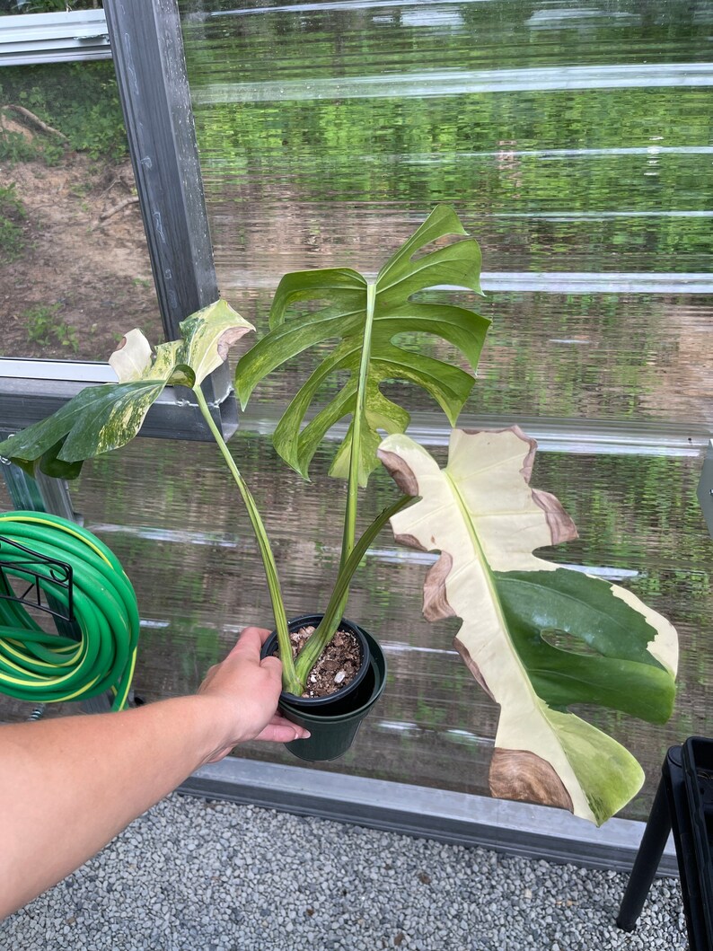 May include: A variegated Monstera plant with large, green and white leaves in a black pot. The plant is being held by a hand in a greenhouse setting.