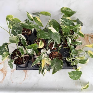 May include: Overhead view of a tray of potted plants. The plants have green leaves with white and yellow variegation. The pots are black and filled with soil. The tray is black and sits on a white and marble-patterned surface.