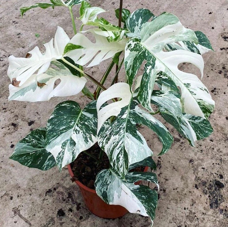 May include: A variegated Monstera plant with white and green leaves in a brown pot. The plant has large, fenestrated leaves with a striking pattern.