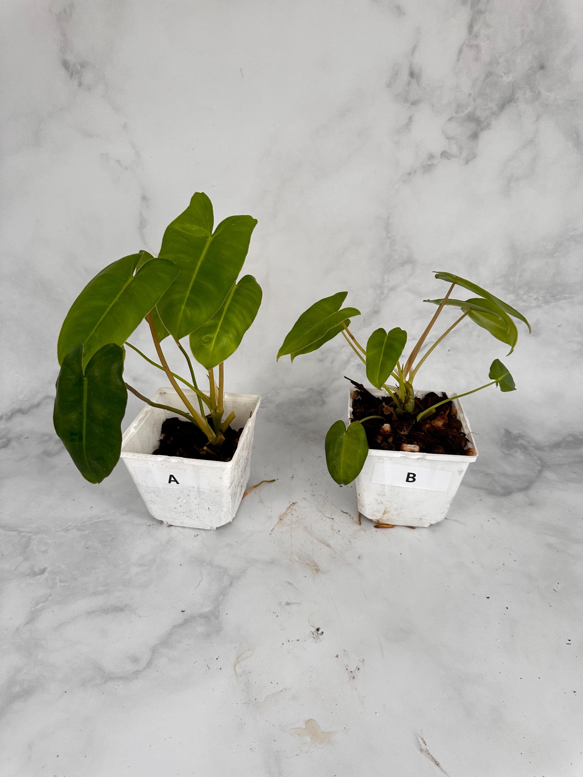 Philodendron Burle Marx Variegated Reverted | eBay