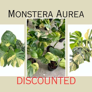 May include: A close-up of a Monstera Aurea plant with variegated leaves. The plant is in a black pot and is discounted.