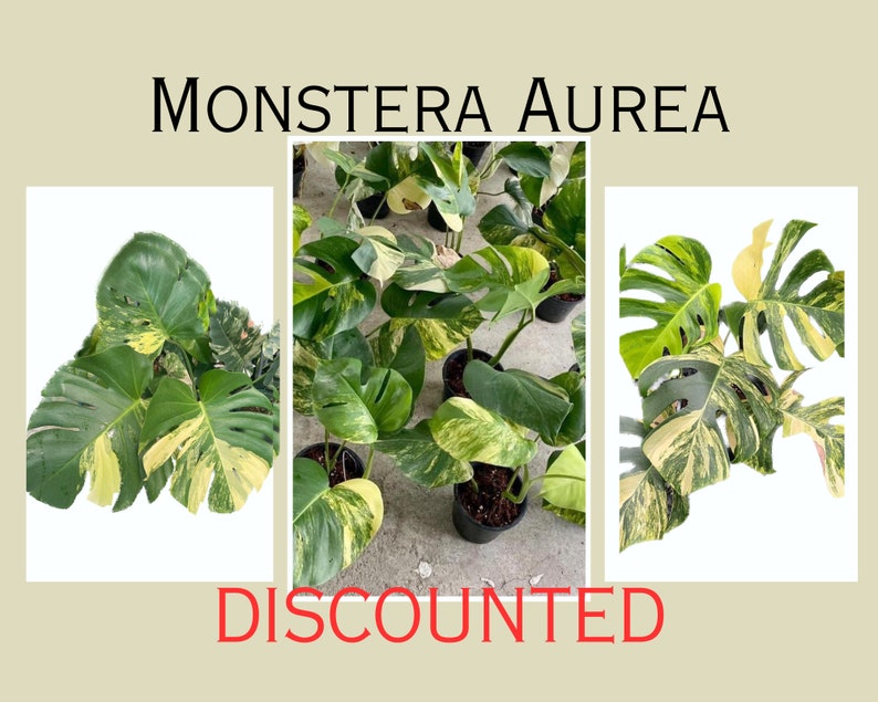 May include: A close-up of a Monstera Aurea plant with variegated leaves. The plant is in a black pot and is discounted.