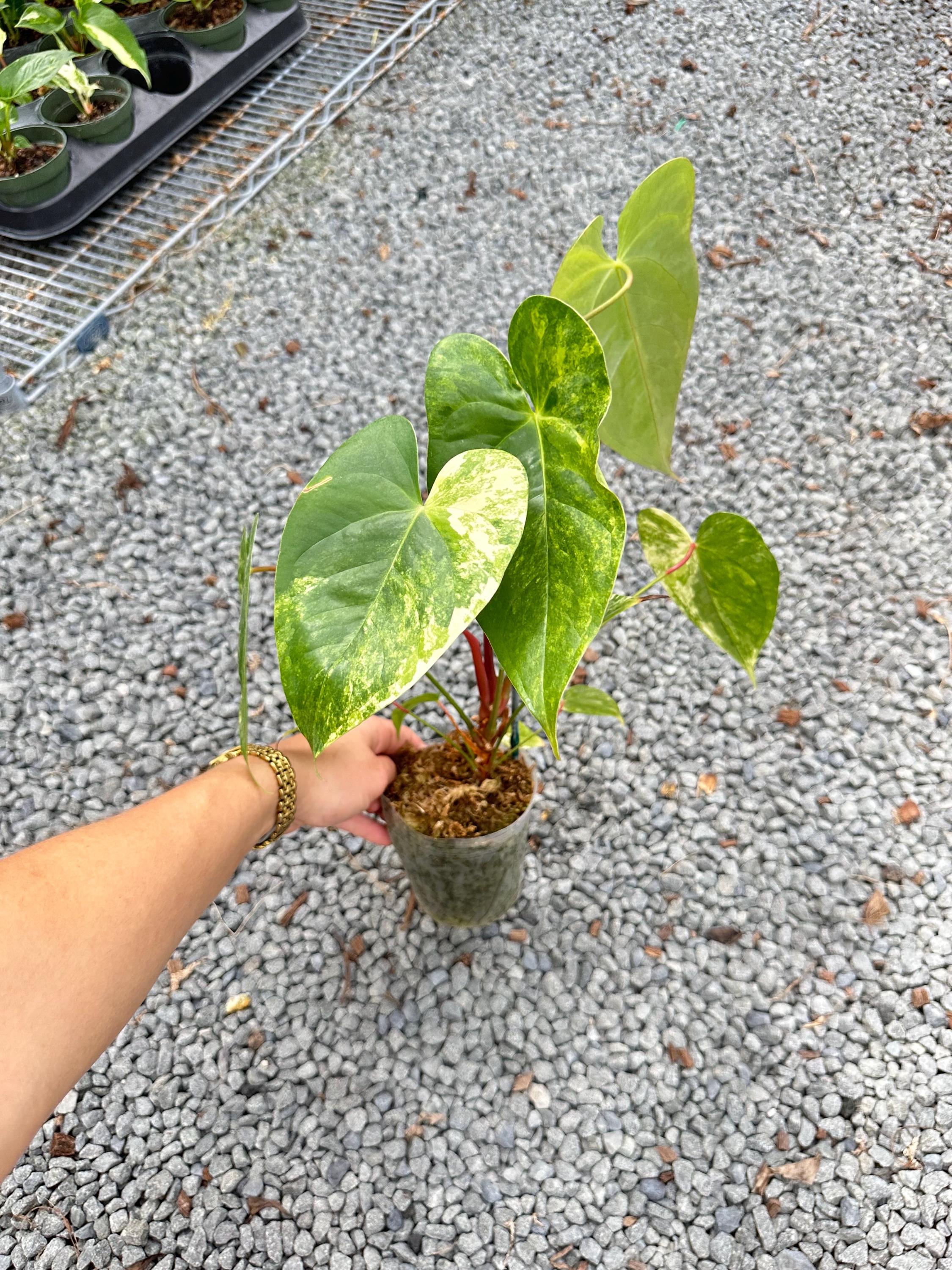 Anthurium Andraeanum Variegated - Etsy