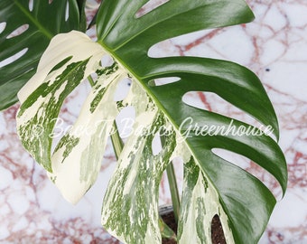 Monstera Albo, Mature Fenestrated Variegated Monstera E4