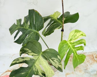 Monstera Mint 6"