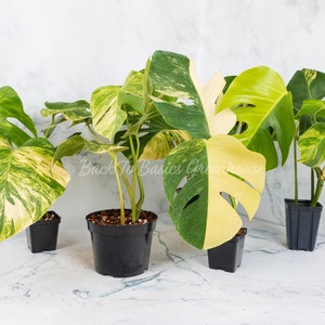 Monstera Aurea Cutting and Rooted Plants