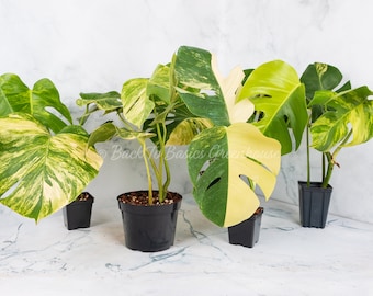 Monstera Aurea Cutting and Rooted Plants