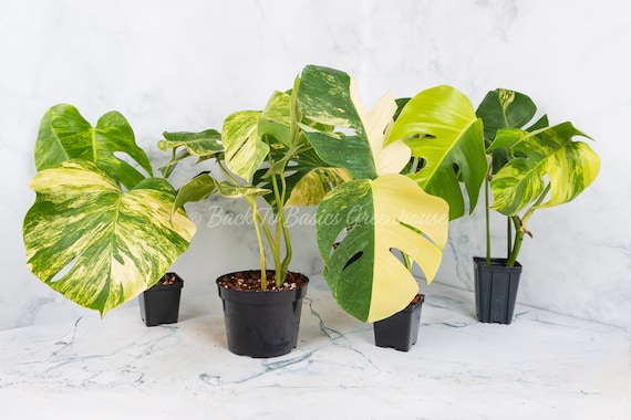 Monstera Aurea Cutting and Rooted Plants