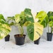 see more listings in the Monstera Albo+Aurea section