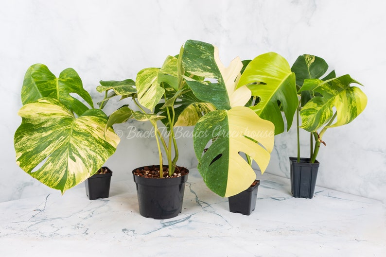 Monstera Aurea Cutting and Rooted Plants image 1