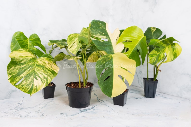 May include: Four potted plants with variegated leaves in different shades of green and yellow. The plants are in black plastic pots and are sitting on a white marble surface. The text "Back To Basics Greenhouse" is visible in the background.