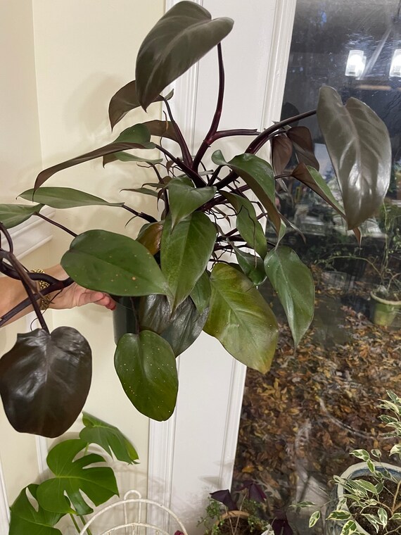 Royal Queen Philodendron Rare Aroid - Etsy Denmark