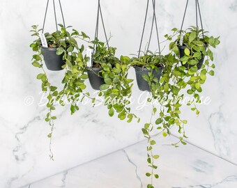 Hoya Heuschkeliana Yellow Flower Hanging Basket, Pick Your Plant