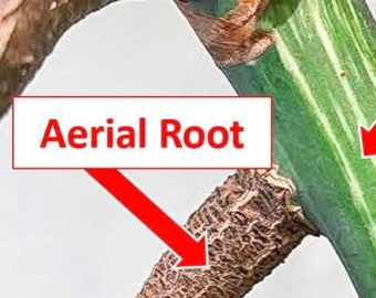 Add On- Special order to customize your cutting with an Aerial Root- Add On