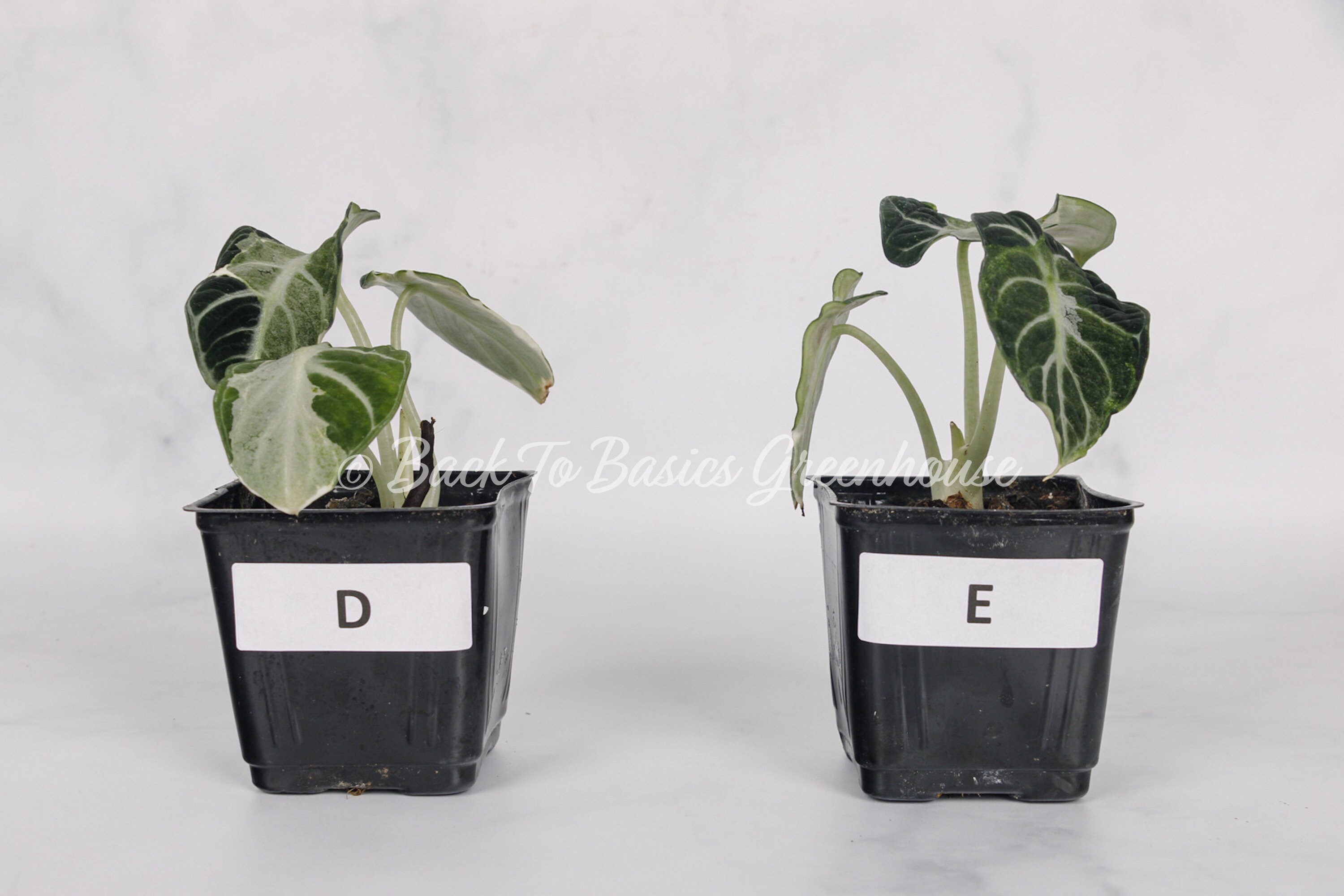 Alocasia 