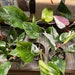 see more listings in the Philodendron section