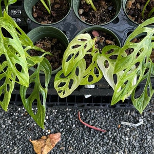 May include: Close-up of several potted plants with large, green leaves with holes. The leaves have a light green variegation. The plants are in black plastic pots and are sitting on a black plastic tray.