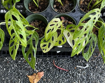 Monstera Adansonii Mint Cutting, Monstera Adansonii Rooted Plant