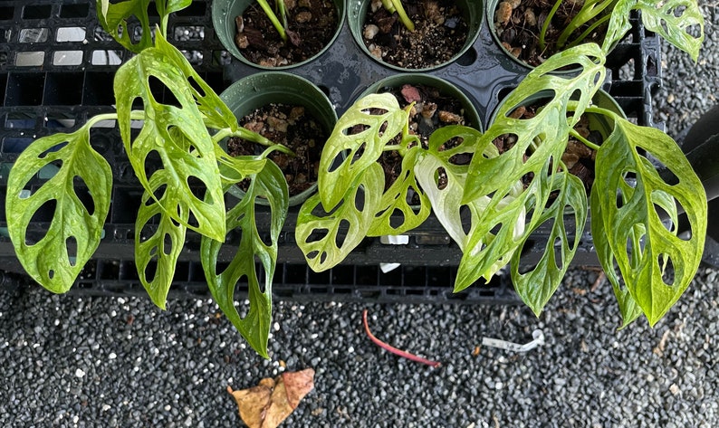 Puede incluir: Primer plano de varias plantas en macetas con hojas grandes, verdes y con agujeros. Las hojas tienen una variegaci&oacute;n verde claro. Las plantas est&aacute;n en macetas de pl&aacute;stico negro y est&aacute;n sentadas en una bandeja de pl&aacute;stico negro.