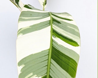 Musa Florida Variegated Banana Tree