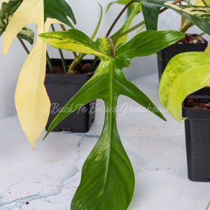 Op de afbeelding: Een close-up van een bont Monstera adansonii plant met groene en gele bladeren. De plant staat in een zwarte pot en staat op een wit marmeren oppervlak. De tekst "Back To Basics Greenhouse" is zichtbaar in de afbeelding.