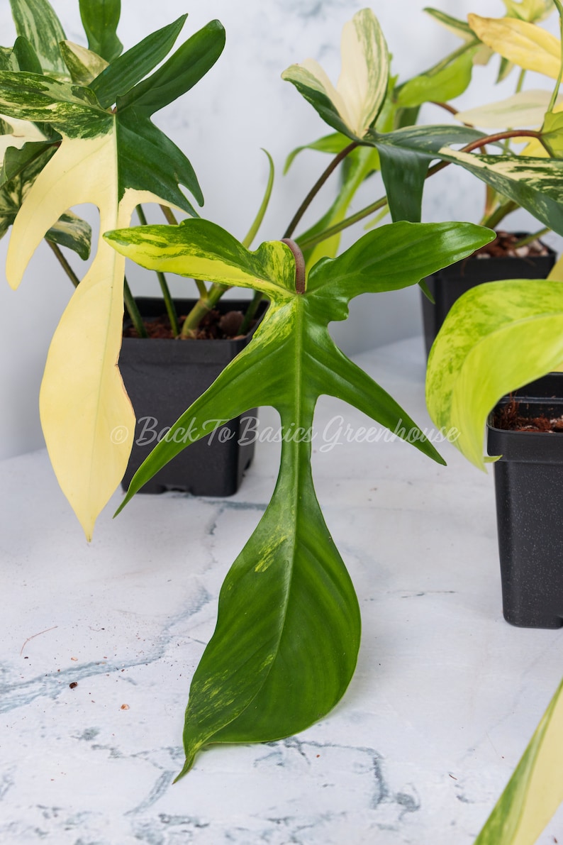Op de afbeelding: Een close-up van een bont Monstera adansonii plant met groene en gele bladeren. De plant staat in een zwarte pot en staat op een wit marmeren oppervlak. De tekst "Back To Basics Greenhouse" is zichtbaar in de afbeelding.