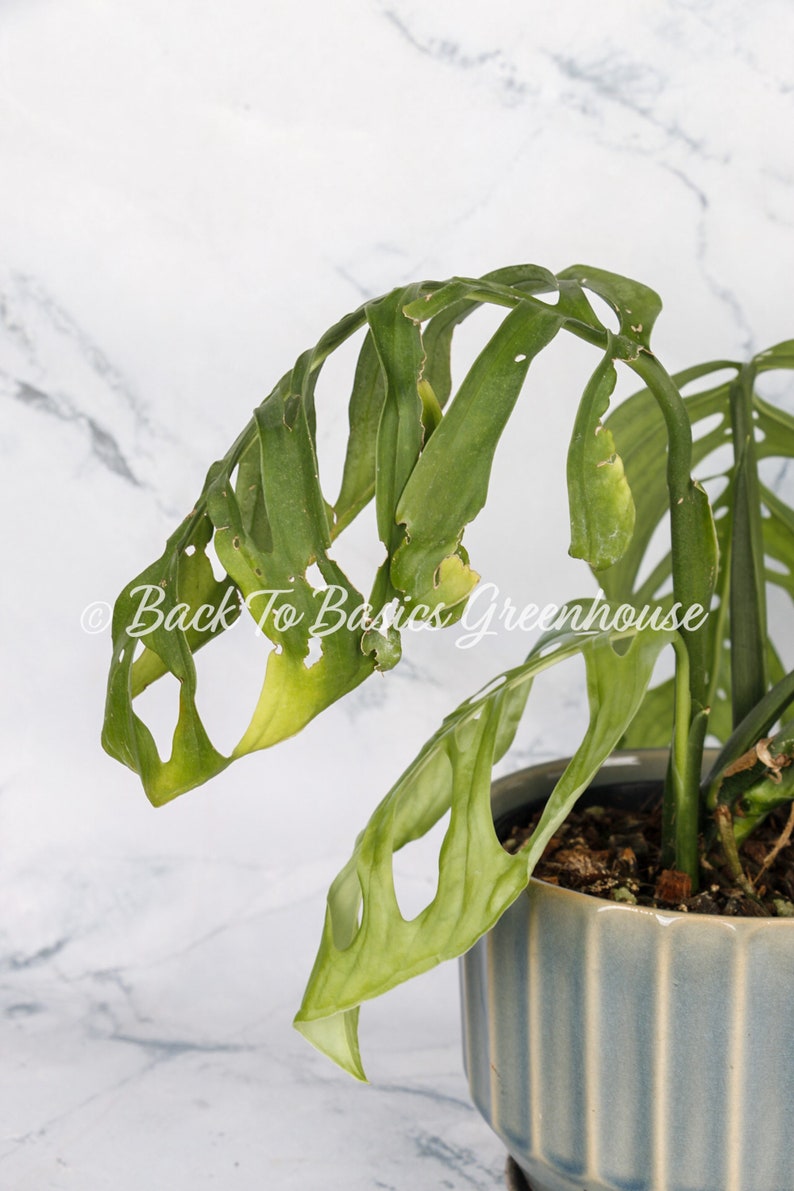 Monstera Esqueleto Rooted Plant E14 image 8