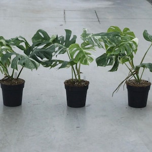 Planta y esqueje de raíces abigarradas medianas de Monstera Albo imagen 1