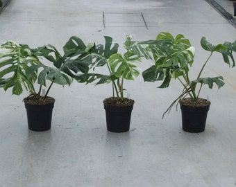 Planta y esqueje de raíces abigarradas medianas de Monstera Albo