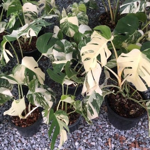 May include: A group of potted plants with variegated leaves. The leaves are a mix of white and green.