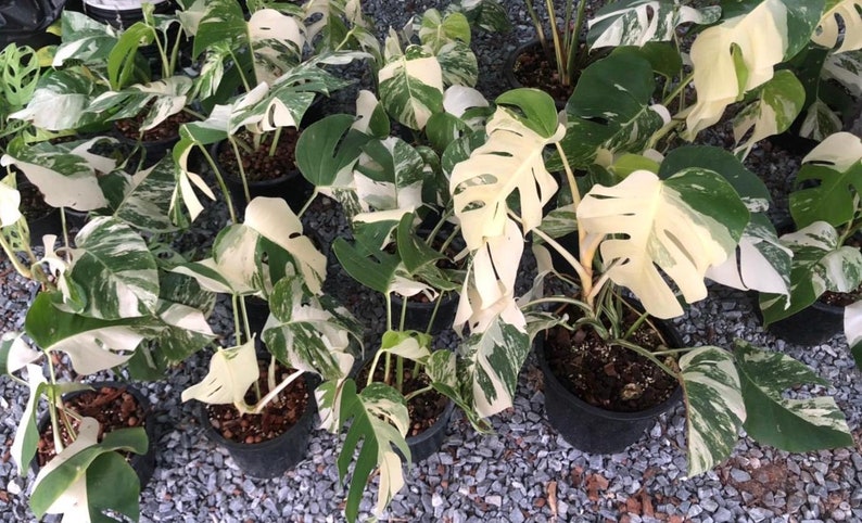 May include: A group of potted plants with variegated leaves. The leaves are a mix of white and green.