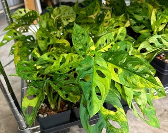 Rare Variegated Monstera Adansonii Aurea: Rooted Cutting or Live Plant - Variegated Swiss Cheese Tropical Houseplant