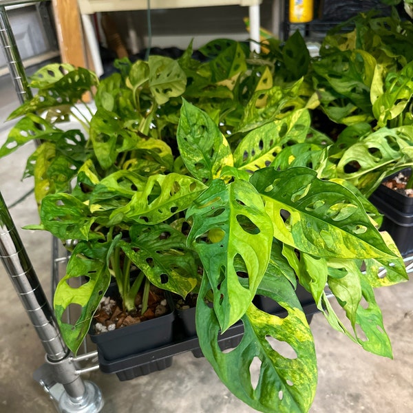 Rare Variegated Monstera Adansonii Aurea: Rooted Cutting or Live Plant - Variegated Swiss Cheese Tropical Houseplant