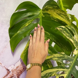 May include: A hand with purple nail polish rests on a large green and yellow variegated leaf. The hand is wearing a gold watch with a white face.