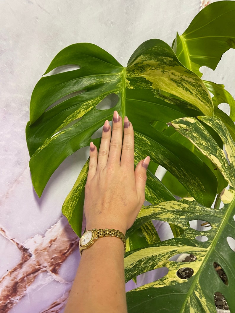 May include: A hand with purple nail polish rests on a large green and yellow variegated leaf. The hand is wearing a gold watch with a white face.