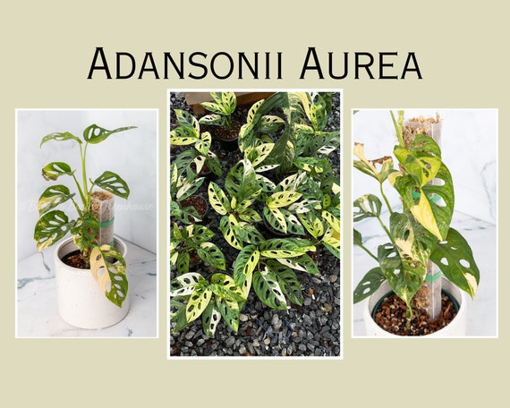 Monstera adansonii f. variegata Plante rare. Livraison à Montréal