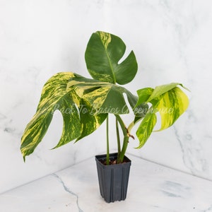 May include: A variegated Monstera plant with yellow and green leaves in a black plastic pot.