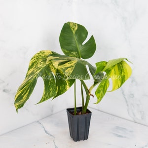 Monstera Aurea Cutting and Rooted Plants image 4