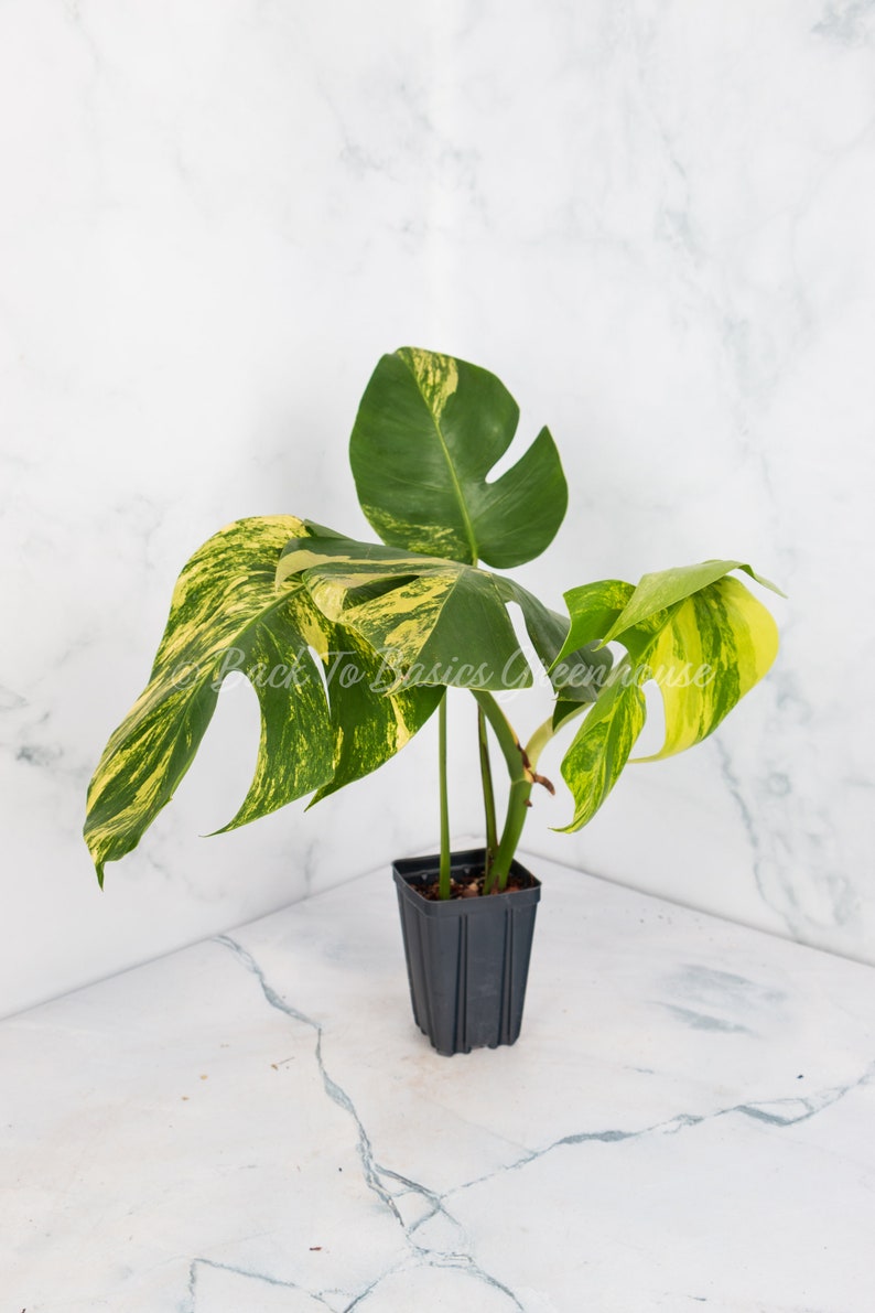 Monstera Aurea Cutting and Rooted Plants image 4